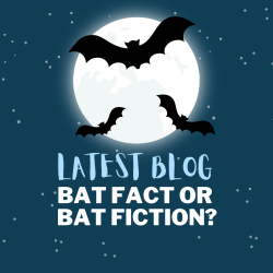 The truth about bats